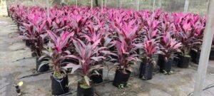Read more about the article Vestibulum sapin prin quam