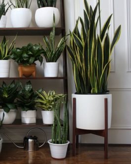 Indoor