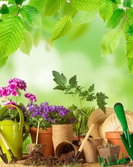 Flower Plants