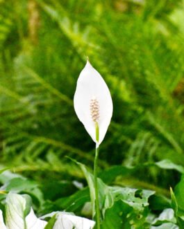 Spathiphyllum