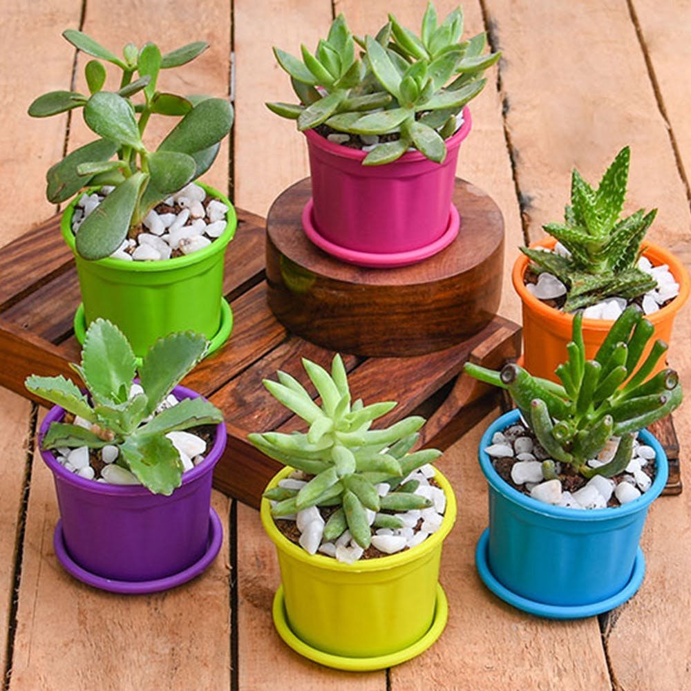 Set of 3 Outdoor Flowering Plants for Beautiful Garden