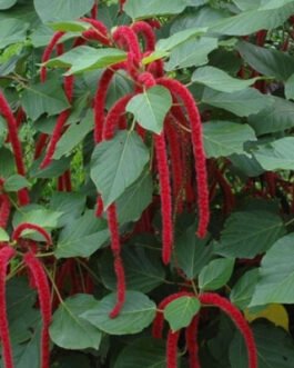 Acalypha-hispida-A.indica