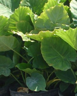 Alocasia-macrorrhiza-variegata