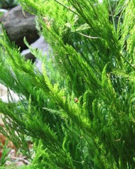 Asparagus-pyramidalis