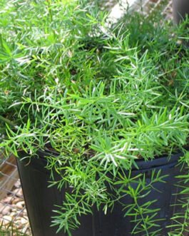 Asparagus-sprengerii