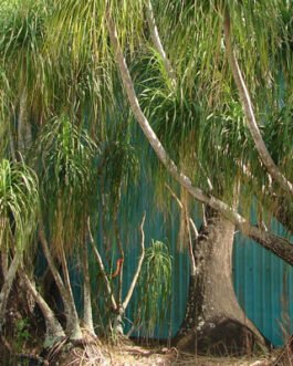 Beaucarnea-recurvata