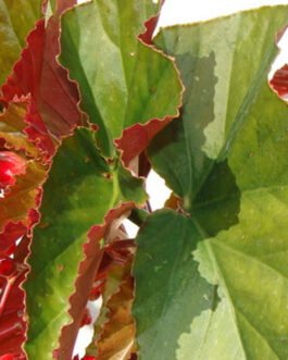 Begonia-coccinea