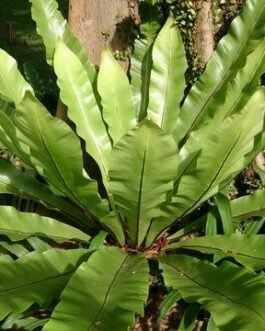 Bird Nest Fern