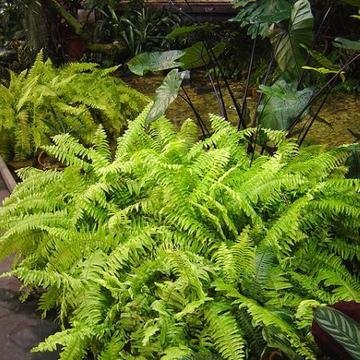 Boston Fern_Nephrolepsis – Greens Park Nursery