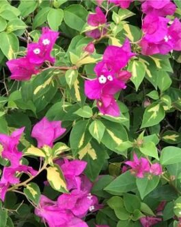 Bougainvillea_Fantasy_Red