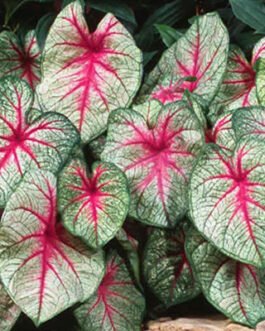 Caladium-hortulanum