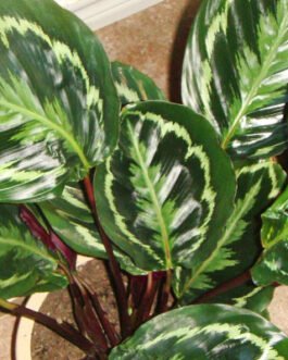 Calathea-roseo-picta