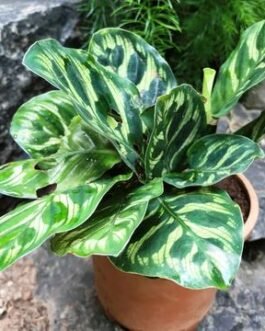 Calathea_Makyana