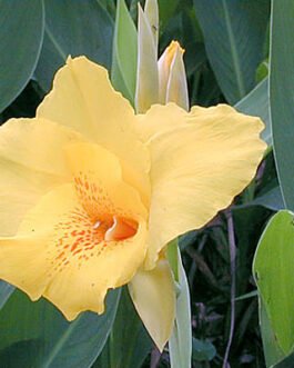 Canna-x-generalis-golden