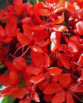 Clerodendrum-splendens