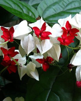 Clerodendrum-thomsonae-C.-balfouri