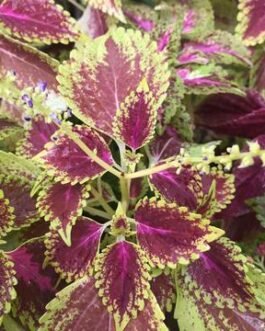 Coleus_Wizard_Scarlet