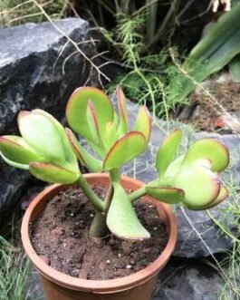 Crassula_Compacta