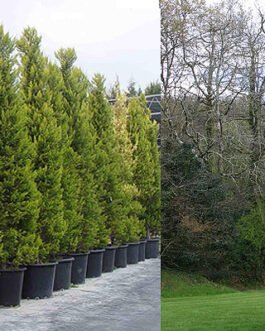 Cupressus-macrocarpa-golden-crest