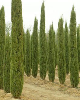 Cupressus-sempervirensis-aureum