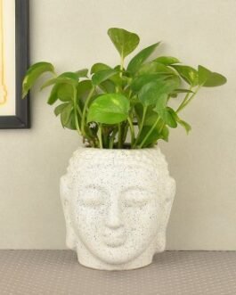 Budda Singonium plant