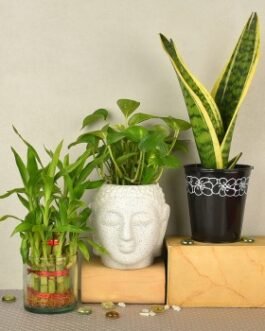 Set of 3 plants and pots