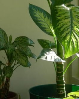 Dieffenbachia-camellia