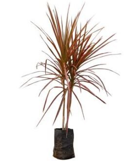 Dracaena-Choloramared_white_