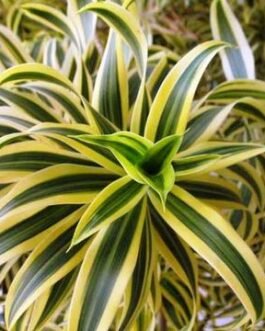 Dracaena_reflexa-Song_of_India