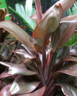 Dracena-Ctc-Choclate