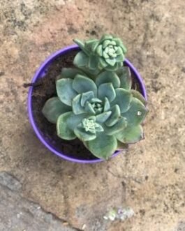 Echeveria_Captain_Hay