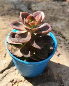 Echeveria_Chroma-