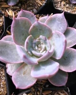 Echeveria_Lilacina