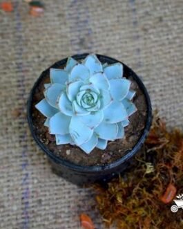 Echeveria_Peacocki