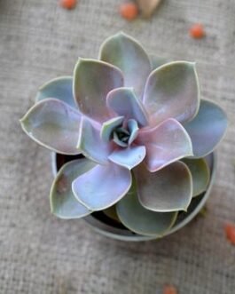 Echeveria_Pearl_of_Nurnberg