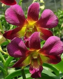 orchid 8