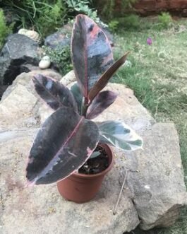 Ficus_Elastica_Belize