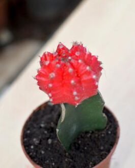 Grafted_Moon_Cactus_red