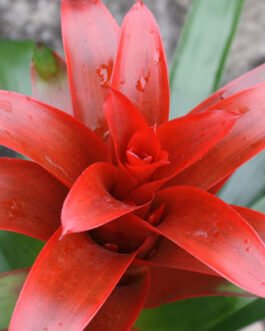 Guzmania-Fiesta