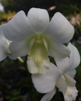 orchid 3