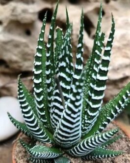 Haworthia Attenuata