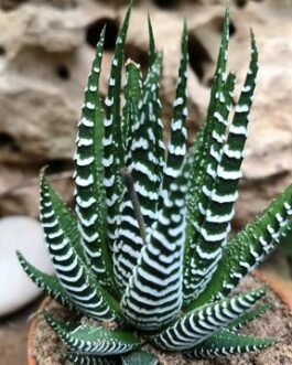 Haworthia