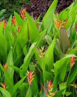Heliconia-Psittacorum
