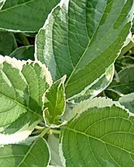 Hydrangea-macrophylla-variegata