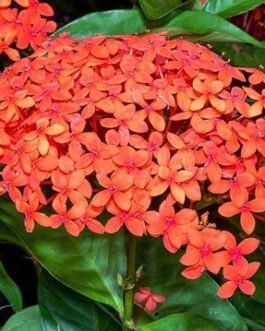 Ixora_coccinea-red