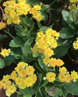 Kalanchoe_blossfeldiana_Queen_Lindsay