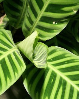 Maranta-zebrina