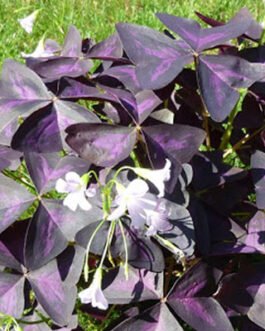 Oxalis-triangularis
