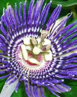 Passiflora-caerulea