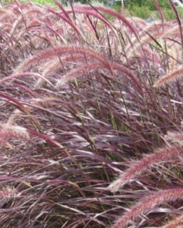 Pennisetum-rueppeli